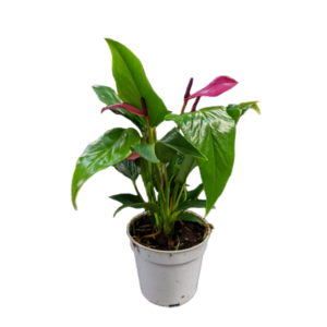 Anthurium Zizou