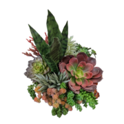 Mixed Succulent Bowl