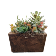 Wood Succulent Arrangement