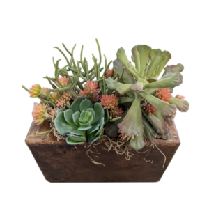 Wood Succulent Arrangement