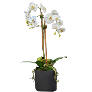Modern White Orchid