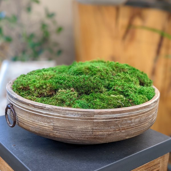 Rustic Moss Bowl - Plant Jungle