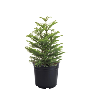 Norfolk Pine