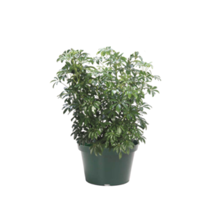 Schefflera Bush