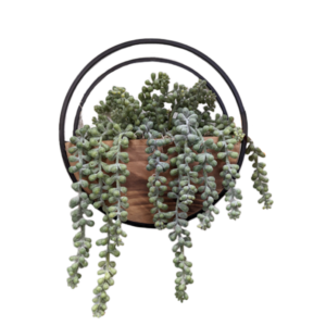 Draping Succulent Wall Arrangement