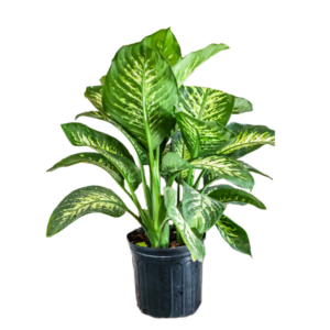 Dieffenbachia Tropic Snow